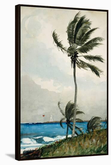 Palm Tree, Nassau, 1898-Winslow Homer-Framed Premier Image Canvas