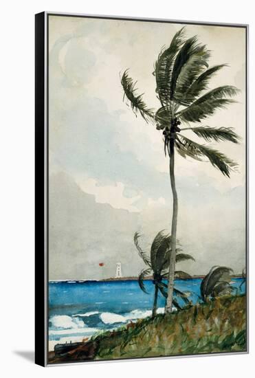 Palm Tree, Nassau, 1898-Winslow Homer-Framed Premier Image Canvas