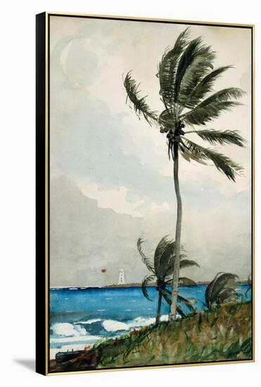 Palm Tree, Nassau, 1898-Winslow Homer-Framed Premier Image Canvas