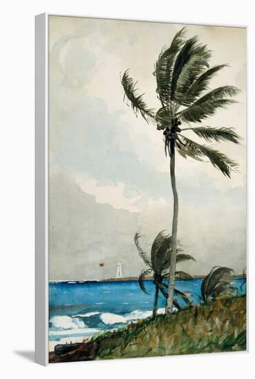 Palm Tree, Nassau, 1898-Winslow Homer-Framed Premier Image Canvas