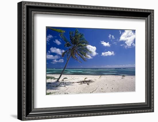 Palm Tree on a Beach, Brakers, Grand Cayman-George Oze-Framed Photographic Print