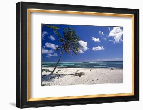 Palm Tree on a Beach, Brakers, Grand Cayman-George Oze-Framed Photographic Print