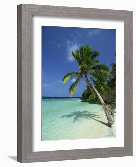 Palm Tree on a Tropical Beach on Embudu in the Maldive Islands, Indian Ocean-Fraser Hall-Framed Photographic Print