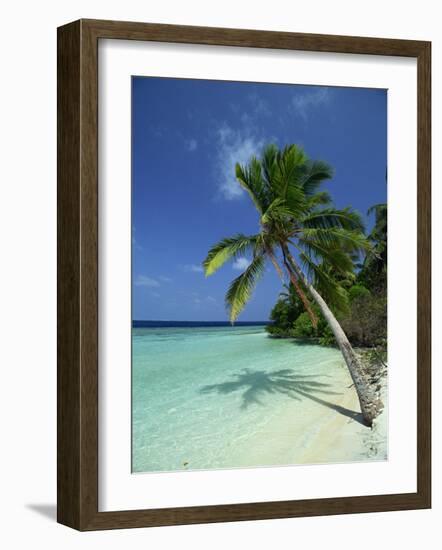 Palm Tree on a Tropical Beach on Embudu in the Maldive Islands, Indian Ocean-Fraser Hall-Framed Photographic Print