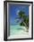 Palm Tree on a Tropical Beach on Embudu in the Maldive Islands, Indian Ocean-Fraser Hall-Framed Photographic Print