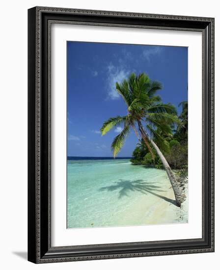 Palm Tree on a Tropical Beach on Embudu in the Maldive Islands, Indian Ocean-Fraser Hall-Framed Photographic Print