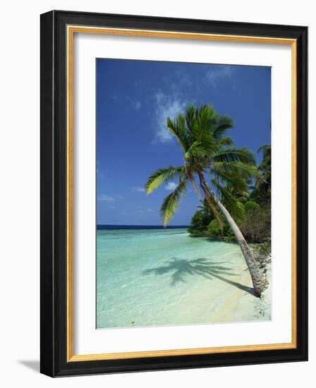 Palm Tree on a Tropical Beach on Embudu in the Maldive Islands, Indian Ocean-Fraser Hall-Framed Photographic Print