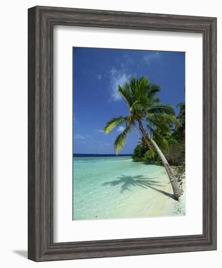 Palm Tree on a Tropical Beach on Embudu in the Maldive Islands, Indian Ocean-Fraser Hall-Framed Photographic Print