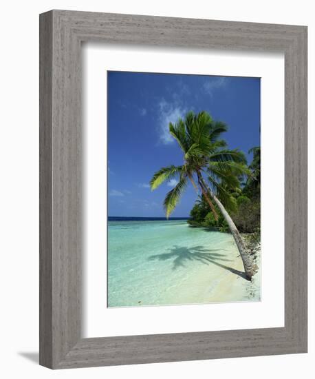 Palm Tree on a Tropical Beach on Embudu in the Maldive Islands, Indian Ocean-Fraser Hall-Framed Photographic Print