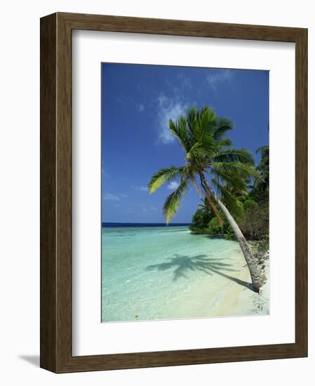 Palm Tree on a Tropical Beach on Embudu in the Maldive Islands, Indian Ocean-Fraser Hall-Framed Photographic Print