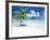 Palm Tree on a Tropical Beach-null-Framed Photographic Print