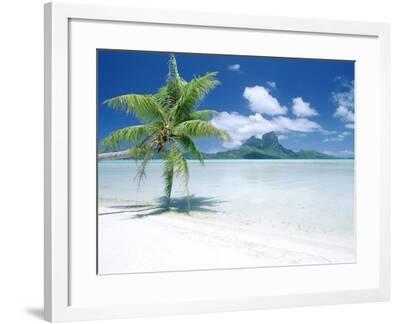 'Palm Tree on a Tropical Beach' Photographic Print | Art.com