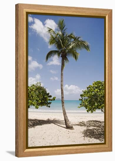 Palm Tree on Beach at Magens Bay-Macduff Everton-Framed Premier Image Canvas