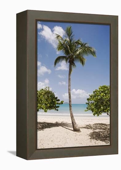 Palm Tree on Beach at Magens Bay-Macduff Everton-Framed Premier Image Canvas