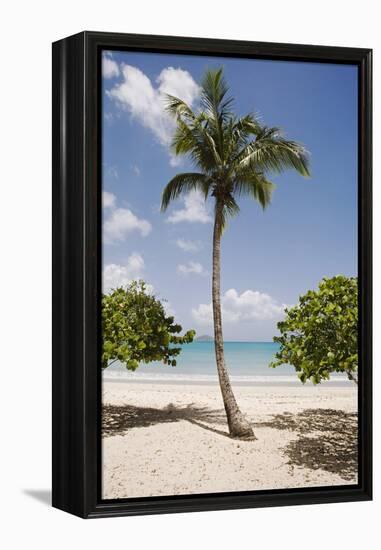 Palm Tree on Beach at Magens Bay-Macduff Everton-Framed Premier Image Canvas