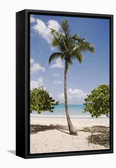 Palm Tree on Beach at Magens Bay-Macduff Everton-Framed Premier Image Canvas