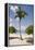 Palm Tree on Beach at Magens Bay-Macduff Everton-Framed Premier Image Canvas