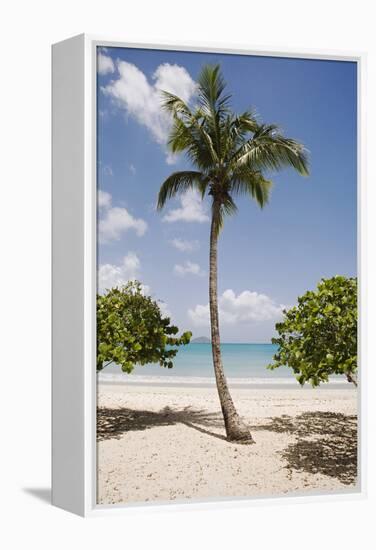 Palm Tree on Beach at Magens Bay-Macduff Everton-Framed Premier Image Canvas