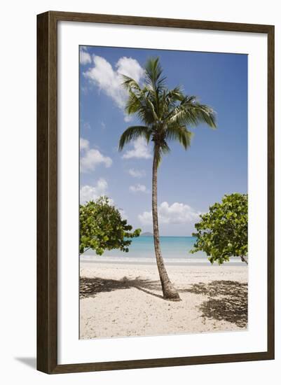 Palm Tree on Beach at Magens Bay-Macduff Everton-Framed Photographic Print