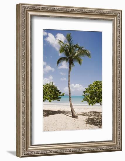 Palm Tree on Beach at Magens Bay-Macduff Everton-Framed Photographic Print