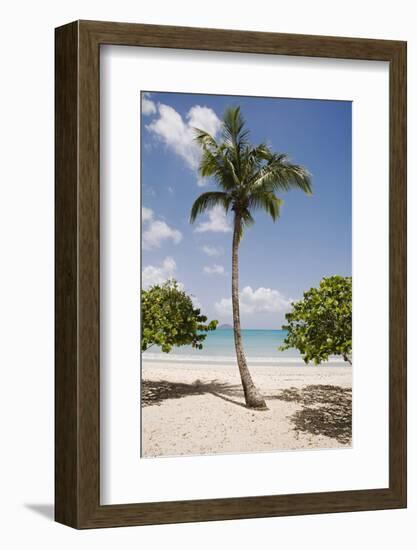 Palm Tree on Beach at Magens Bay-Macduff Everton-Framed Photographic Print