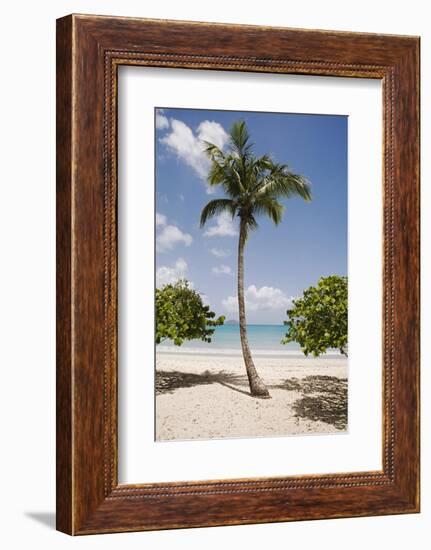 Palm Tree on Beach at Magens Bay-Macduff Everton-Framed Photographic Print