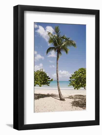 Palm Tree on Beach at Magens Bay-Macduff Everton-Framed Photographic Print