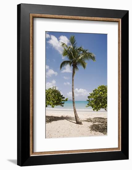 Palm Tree on Beach at Magens Bay-Macduff Everton-Framed Photographic Print