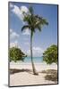 Palm Tree on Beach at Magens Bay-Macduff Everton-Mounted Photographic Print