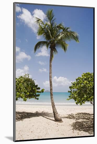 Palm Tree on Beach at Magens Bay-Macduff Everton-Mounted Photographic Print