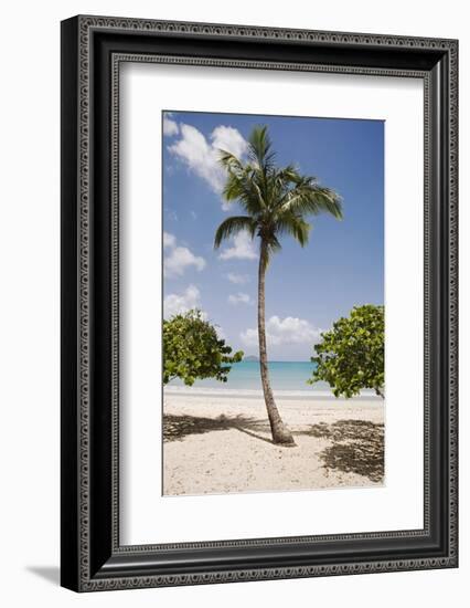 Palm Tree on Beach at Magens Bay-Macduff Everton-Framed Photographic Print