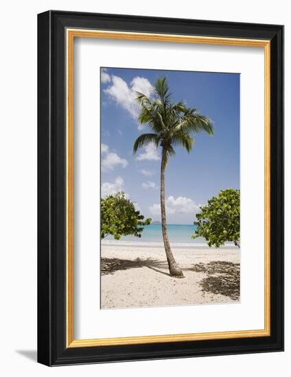 Palm Tree on Beach at Magens Bay-Macduff Everton-Framed Photographic Print