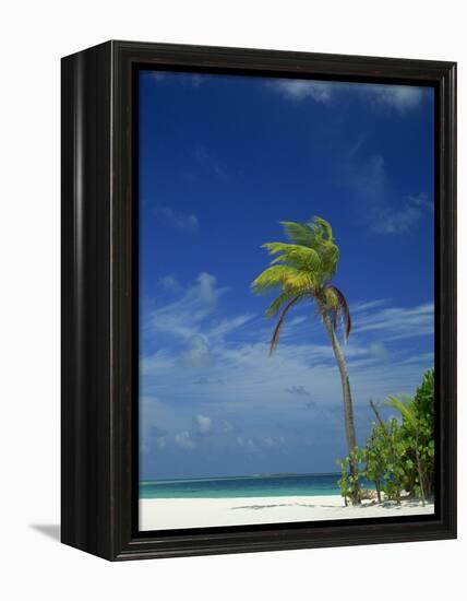 Palm Tree on Beach on the Island of Nakatchafushi in the Maldive Islands, Indian Ocean-Robert Harding-Framed Premier Image Canvas