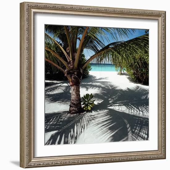 Palm Tree on Sandy Beach-null-Framed Photographic Print