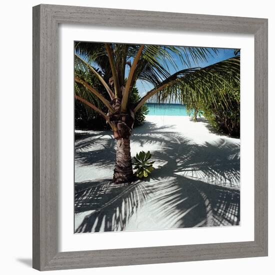 Palm Tree on Sandy Beach-null-Framed Photographic Print