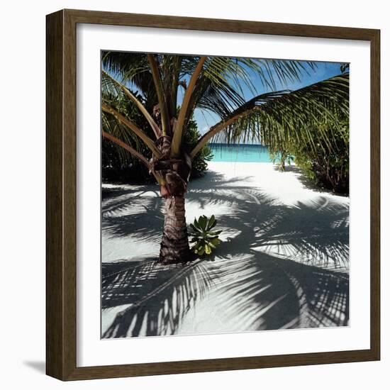 Palm Tree on Sandy Beach-null-Framed Photographic Print