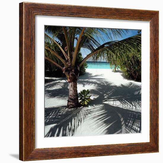 Palm Tree on Sandy Beach-null-Framed Photographic Print
