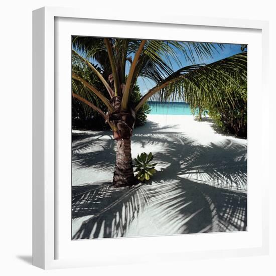 Palm Tree on Sandy Beach-null-Framed Photographic Print