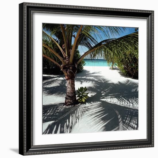 Palm Tree on Sandy Beach-null-Framed Photographic Print