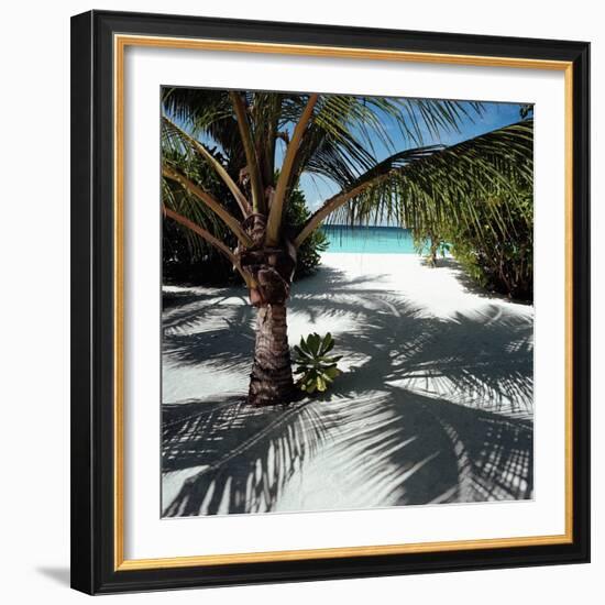 Palm Tree on Sandy Beach-null-Framed Photographic Print