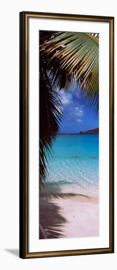 Palm Tree on the Beach, Maho Bay, Virgin Islands National Park, St. John, Us Virgin Islands-null-Framed Photographic Print