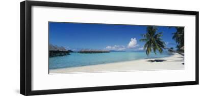 Palm Tree on the Beach, Moana Beach, Bora Bora, Tahiti, French ...