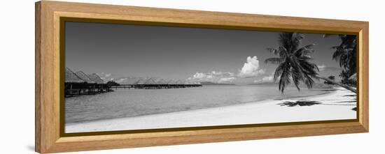 Palm Tree on the Beach, Moana Beach, Bora Bora, Tahiti, French Polynesia-null-Framed Stretched Canvas