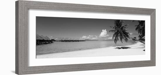 Palm Tree on the Beach, Moana Beach, Bora Bora, Tahiti, French Polynesia-null-Framed Photographic Print