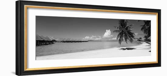 Palm Tree on the Beach, Moana Beach, Bora Bora, Tahiti, French Polynesia-null-Framed Photographic Print