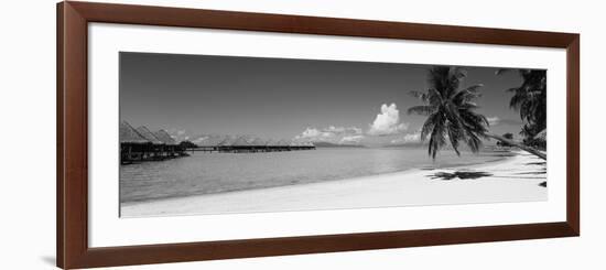 Palm Tree on the Beach, Moana Beach, Bora Bora, Tahiti, French Polynesia-null-Framed Photographic Print