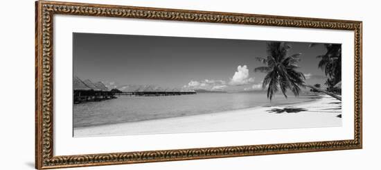 Palm Tree on the Beach, Moana Beach, Bora Bora, Tahiti, French Polynesia-null-Framed Photographic Print