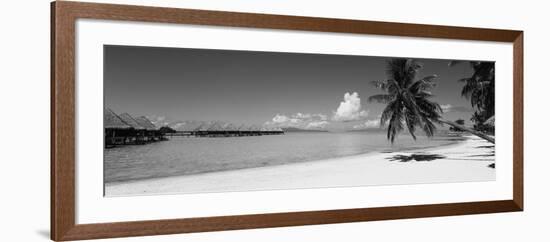 Palm Tree on the Beach, Moana Beach, Bora Bora, Tahiti, French Polynesia-null-Framed Photographic Print