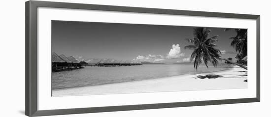 Palm Tree on the Beach, Moana Beach, Bora Bora, Tahiti, French Polynesia-null-Framed Photographic Print