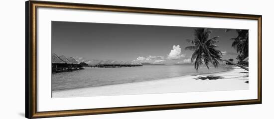 Palm Tree on the Beach, Moana Beach, Bora Bora, Tahiti, French Polynesia-null-Framed Photographic Print